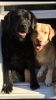 Black and Yellow Labrador Puppies