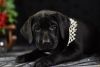 Zora - Sweet mellow Mastador - Perfect Family Dog