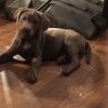 AKC registered silver, chocolate and yellow Labs