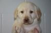 AKC Labrador Retiever Puppy