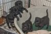Some want to buy Labrador retriever Puppies