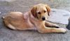 Beautiful AKC Fox Red and Yellow Labrador Retriever Female Puppies