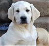 Stunning Light Cream (White) AKC Labrador Retriever Male Puppies