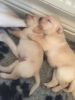 Adorable Labrador puppies for sale,