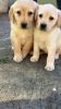 Labrador Retriever Puppies (xxx) xxx-xxx3
