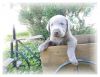 AKC Silver Labrador (Full registration)
