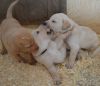 Stunning Kc Reg Labrador Puppies