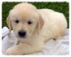 Stunning Labrador Puppiess (xxx) xxx-xxx4