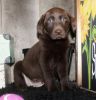 House Trained Labrador Retriever Puppies