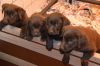 Labrador Retriever Dogs and Puppies for sale