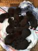 Beautiful Black Kc Registered Labrador Puppies