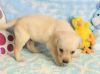 Adopt Labrador retriever puppies
