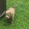 stunning Labrador Retriever Puppies