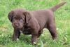 Chocolate Labrador Retriever Puppies Lab Puppies
