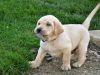 Lovely Gold Labrador Puppies (xxx) xxx-xxx0