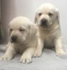 Adopt Lab Puppies for $499