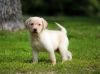 Lovely Labrador Retriever Puppies For Sale