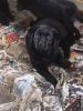 Kc Registered Black Labrador Pups
