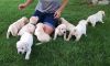 AKC Yellow Labrador Retriever Puppies for sale