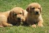 Brown Labrador Retriever Puppies For Sale