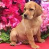 stunning Labrador Retiever Pup for sale