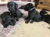 7 Adorale Babies Looking For New Homes