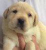 Yellow Labrador Dog Pup For Sale!