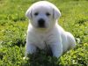 Cute Yellow Labrador Retriever Puppies for Sale