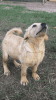 Yellow Labrador Retriever Male Pups
