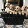 Gorgeous Labrador Puppies