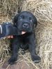AKC Lab puppies! Ready Now! Quality/ Social*