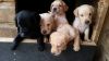 6kc Reg Labrador Puppies Boys Girls
