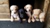 Lab Pups For Sale
