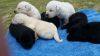 Outstanding AKC Labrador Retriever Puppies