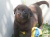AKC Chocolate Labrador Retriever Puppy's