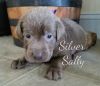 Sally -- Silver Labrador Retriever