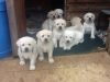 Kc Registered Labrador Puppies