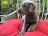 Beautiful AKC Female Silver Labrador retreiver Pups