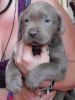 Beautiful AKC Female Silver Labrador retreiver Pups
