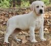 Affectionate Labrador Retriever Puppies For Sale
