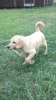 Yellow Labrador Male Pups