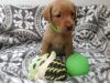 Lovely Yellow Labrador Puppies For sale