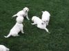 Amazing Labrador Retriever Puppies