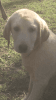 Light Yellow Male Labrador Pup