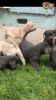 Stunning Labrador Retriever Puppies for sale