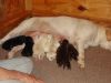 AKC registered Labrador Retriever Yellow female puppies