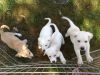 Stunning Labrador Retriever Puppies