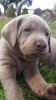 AKC SILVER LABRADOR DILUTE CHOCOLATE GENETIC TESTED