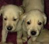 Adorable Lab/Golden pups designer name Goldador Pups leave with shot