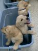 Goodlooking AKC Labrador Retriever Puppies